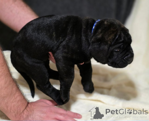 Foto №4. Ich werde verkaufen akita in der Stadt Bregenz.  - preis - 339€