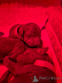 Foto №2 zu Ankündigung № 141729 zu verkaufen pudel (zwerg) - einkaufen Belgien quotient 	ankündigung