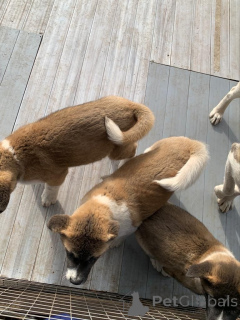 Foto №3. Akitas-Welpen. Belgien