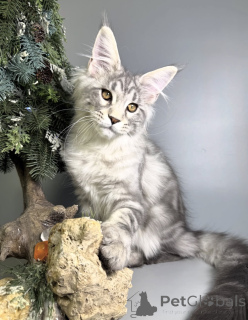 Foto №2 zu Ankündigung № 163665 zu verkaufen maine-coon-katze - einkaufen Deutschland züchter
