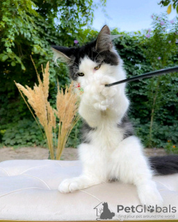 Foto №2 zu Ankündigung № 133052 zu verkaufen maine-coon-katze - einkaufen USA quotient 	ankündigung