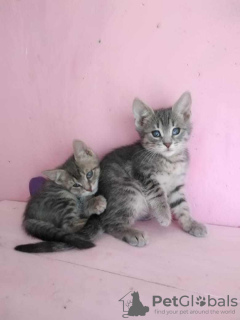 Zusätzliche Fotos: Die Kätzchen Almazik und Topazik suchen ein Zuhause!