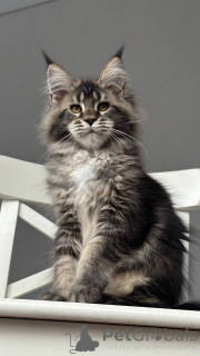 Foto №2 zu Ankündigung № 156811 zu verkaufen maine-coon-katze - einkaufen Dänemark züchter