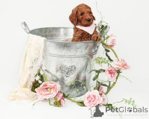 Foto №2 zu Ankündigung № 137004 zu verkaufen labradoodle - einkaufen Litauen züchter