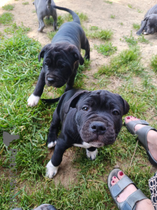 Foto №4. Ich werde verkaufen staffordshire bull terrier in der Stadt Genf. quotient 	ankündigung - preis - verhandelt