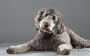 Foto №3. Tolle Labradoodle-Welpen stehen zur Adoption zur Verfügung. Deutschland