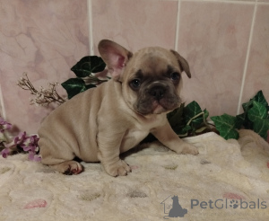 Foto №1. französische bulldogge - zum Verkauf in der Stadt Minsk | 563€ | Ankündigung № 160929