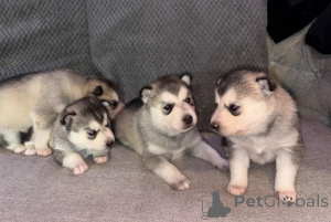 Foto №1. siberian husky - zum Verkauf in der Stadt Erftstadt | 350€ | Ankündigung № 178879