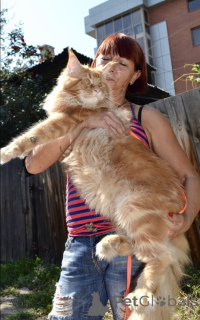 Foto №1. maine-coon-katze - zum Verkauf in der Stadt Irkutsk | 485€ | Ankündigung № 142483