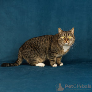 Foto №4. Ich werde verkaufen  in der Stadt Москва. quotient 	ankündigung - preis - Frei