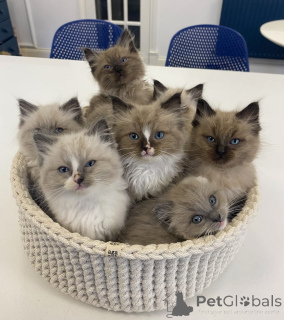 Foto №1. ragdoll-katze - zum Verkauf in der Stadt Basel | verhandelt | Ankündigung № 161154