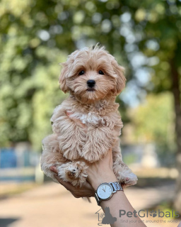 Zusätzliche Fotos: Maltipoo-Welpen, aufgewachsen in einem Familienhaus