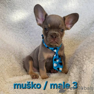 Foto №3. Französische Bulldoggenwelpen, exotisch. Serbien