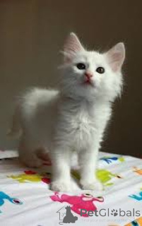 Foto №3. Angoratürkische Chatons sind sofort verfügbar.. Belgien