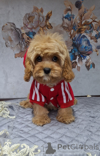 Foto №4. Ich werde verkaufen kavapu in der Stadt Minsk.  - preis - 969€