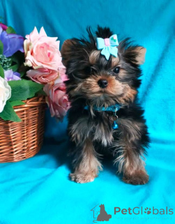 Foto №2 zu Ankündigung № 139047 zu verkaufen yorkshire terrier - einkaufen Russische Föderation quotient 	ankündigung