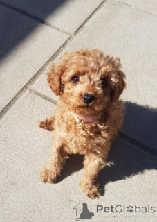 Foto №1. mischlingshund - zum Verkauf in der Stadt Zürich | 390€ | Ankündigung № 139606