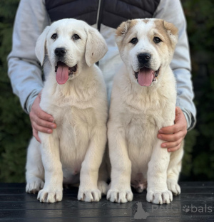 Foto №2 zu Ankündigung № 135762 zu verkaufen zentralasiatischer owtscharka - einkaufen Serbien quotient 	ankündigung