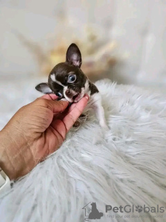 Foto №2 zu Ankündigung № 126843 zu verkaufen chihuahua - einkaufen Frankreich züchter