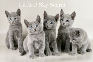 Foto №3. Zertifizierter Zwinger "Sky Secret" bietet Kätzchen der Rasse Russian. Russische Föderation