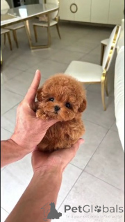 Foto №1. pudel (toy) - zum Verkauf in der Stadt Торонто | Frei | Ankündigung № 138605