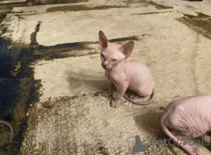 Foto №1. sphynx-katze - zum Verkauf in der Stadt Berlin | 350€ | Ankündigung № 141876
