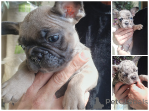 Foto №2 zu Ankündigung № 172393 zu verkaufen französische bulldogge - einkaufen Weißrussland 