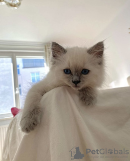 Foto №4. Ich werde verkaufen ragdoll-katze in der Stadt Гамбург. quotient 	ankündigung, züchter - preis - 400€