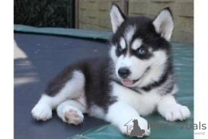 Foto №1. siberian husky - zum Verkauf in der Stadt Малага | 300€ | Ankündigung № 122717