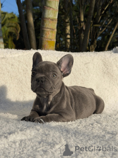 Foto №2 zu Ankündigung № 171274 zu verkaufen französische bulldogge - einkaufen Schweden züchter