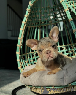 Foto №1. französische bulldogge - zum Verkauf in der Stadt München | 750€ | Ankündigung № 150636