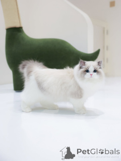 Foto №4. Ich werde verkaufen ragdoll-katze in der Stadt Friborg. quotient 	ankündigung - preis - verhandelt