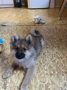 Foto №2 zu Ankündigung № 34538 zu verkaufen german spitz - einkaufen Tschechische Republik quotient 	ankündigung