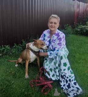 Foto №3. Der Hund Helga sucht nach einer Familie. In guten Händen.. Russische Föderation