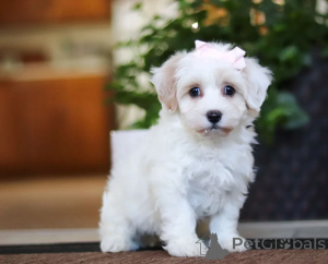 Foto №1. maltipu - zum Verkauf in der Stadt Dubai | verhandelt | Ankündigung № 158659