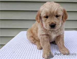 Foto №2 zu Ankündigung № 56555 zu verkaufen golden retriever - einkaufen USA züchter