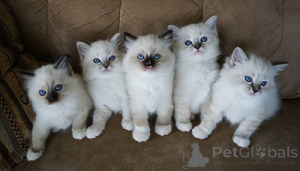 Foto №1. ragdoll-katze - zum Verkauf in der Stadt WolvesNewton | 562€ | Ankündigung № 174801