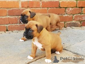 Foto №1. deutscher boxer - zum Verkauf in der Stadt Berlin | 350€ | Ankündigung № 23738