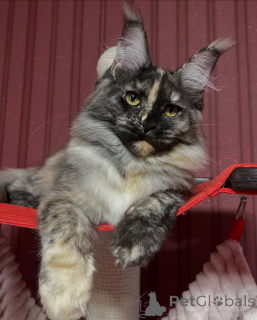 Foto №1. maine-coon-katze - zum Verkauf in der Stadt Alta | verhandelt | Ankündigung № 155322