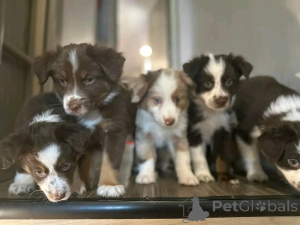 Foto №2 zu Ankündigung № 138911 zu verkaufen australian shepherd - einkaufen USA quotient 	ankündigung, züchter