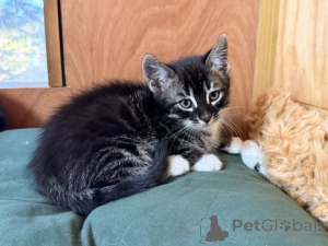 Foto №2 zu Ankündigung № 172430 zu verkaufen bengal katzenrasse - einkaufen Österreich züchter