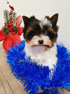 Foto №3. Mini-Biewer-Yorkshire-Terrier-Welpen. Baby-Gesichtsmaulkorb.. Georgien