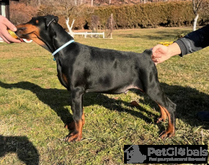 Foto №3. Dobermann. Serbien