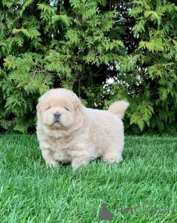 Foto №3. Chow-Chow-Welpen. Deutschland