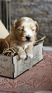 Foto №4. Ich werde verkaufen havaneser in der Stadt Zenjanin. züchter - preis - verhandelt