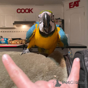 Foto №2 zu Ankündigung № 164220 zu verkaufen  - einkaufen USA 