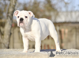 Foto №4. Ich werde verkaufen englische bulldogge in der Stadt Tallinn. vom kindergarten - preis - 1700€