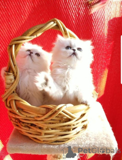 Foto №1. perserkatze - zum Verkauf in der Stadt Kemnitz | 350€ | Ankündigung № 148369