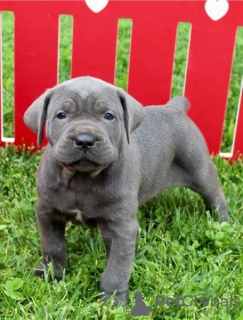 Foto №1. cane corso italiano - zum Verkauf in der Stadt Nürnberg | verhandelt | Ankündigung № 109175