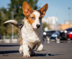 Foto №2 zu Ankündigung № 121318 zu verkaufen welsh corgi - einkaufen Russische Föderation züchter